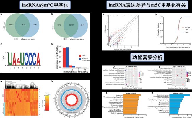 μailncRNAm5CD䛱_V