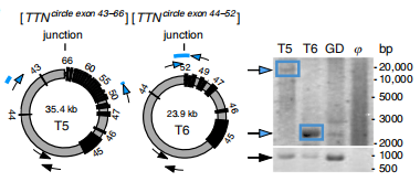 aƷ2eccDNA Outward PCRC