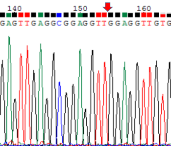 aƷ3eccDNA Sangery