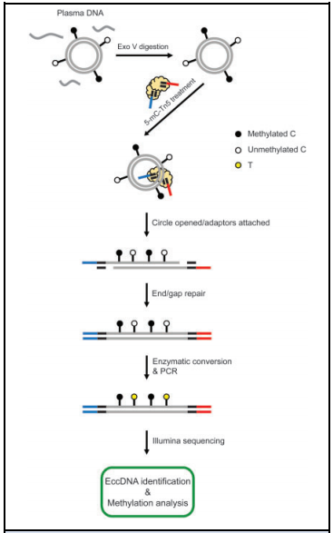 1. eccDNA׻b򞷽